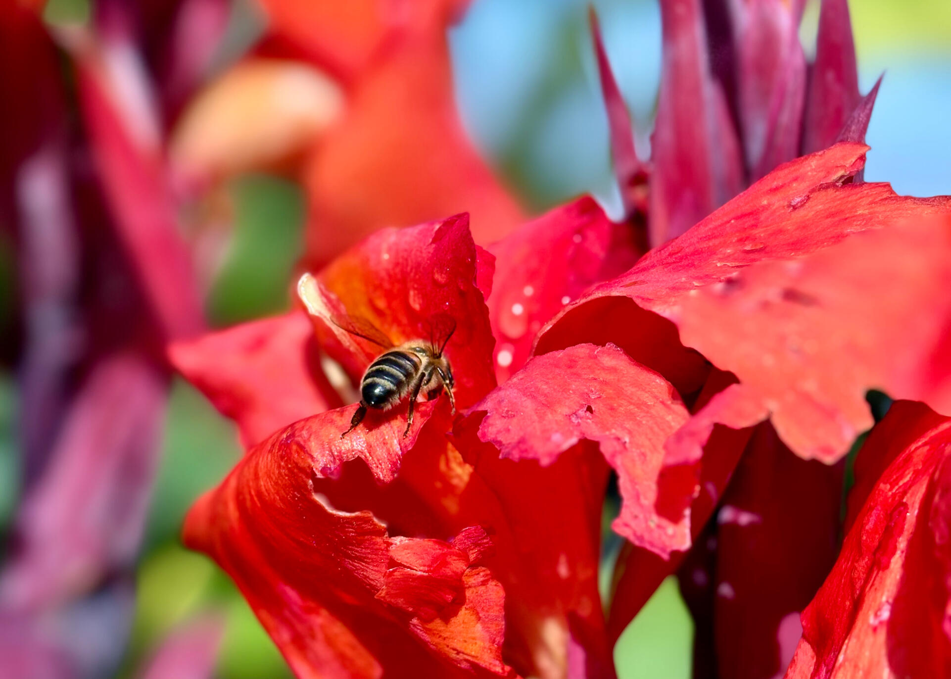 Bee on Canna Russian Red flower Bee on Canna Russian Red flower
