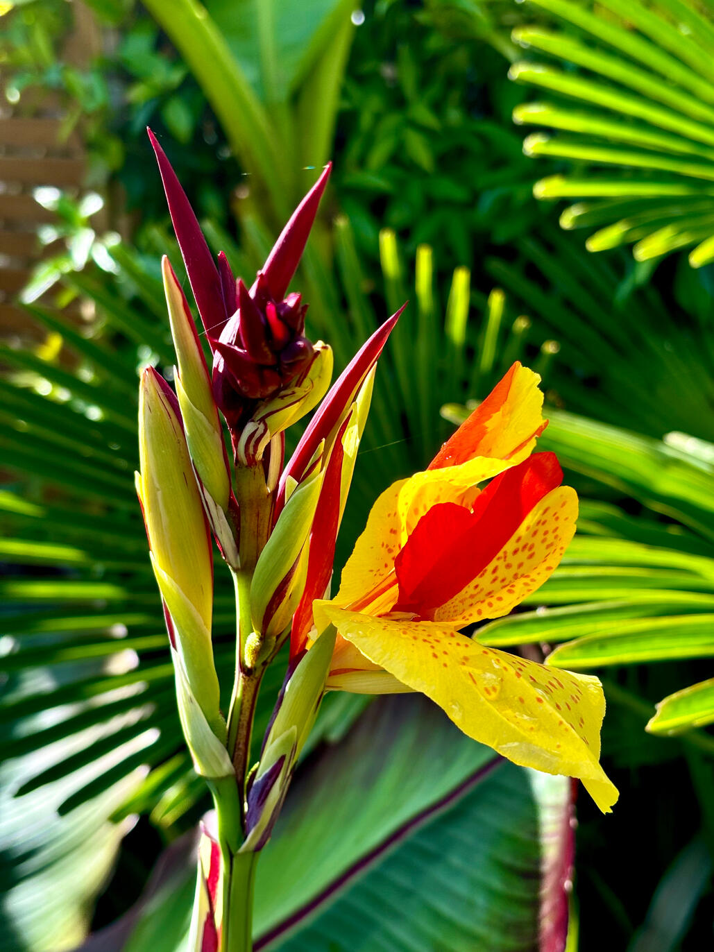 Canna Cleopatra flower