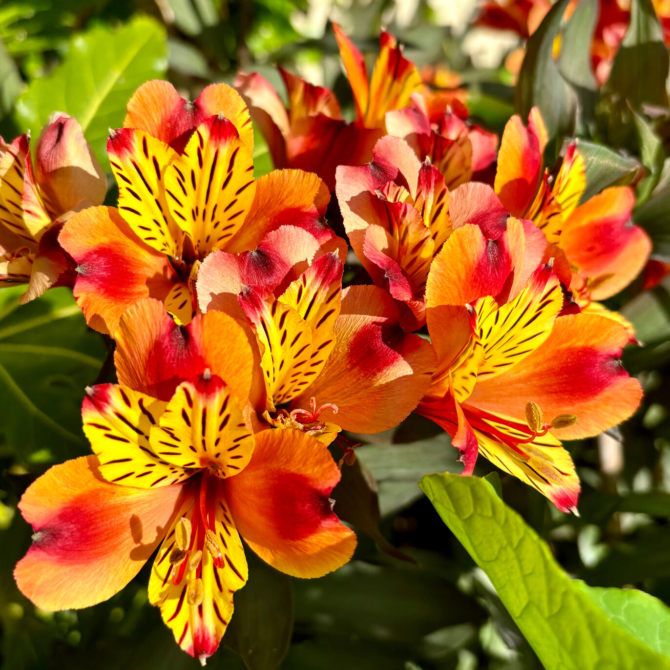 Alstromeria Indian Summer flowers