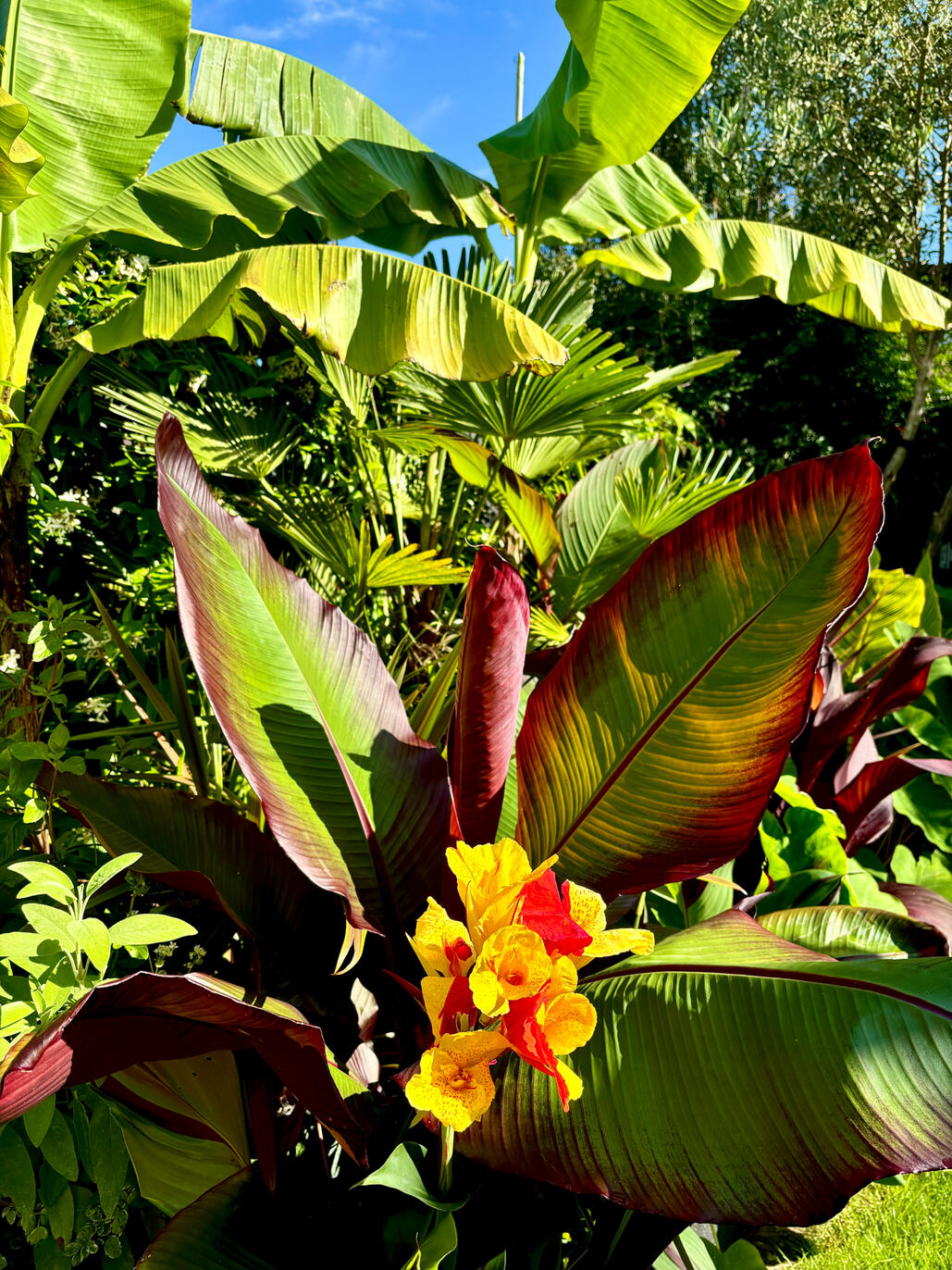 Alstromeria & Ensete Maurellii Ventricosum