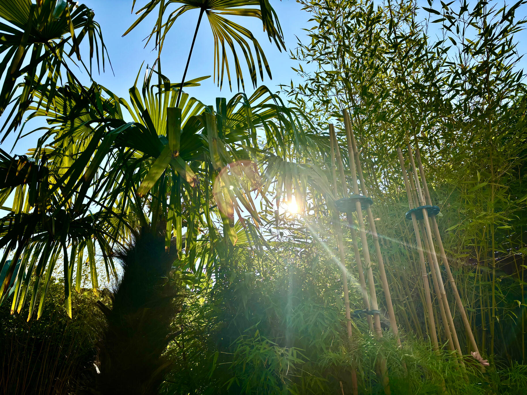 Morning light through the Trachycarpus Fortuneii Palm & Bissettii bamboo