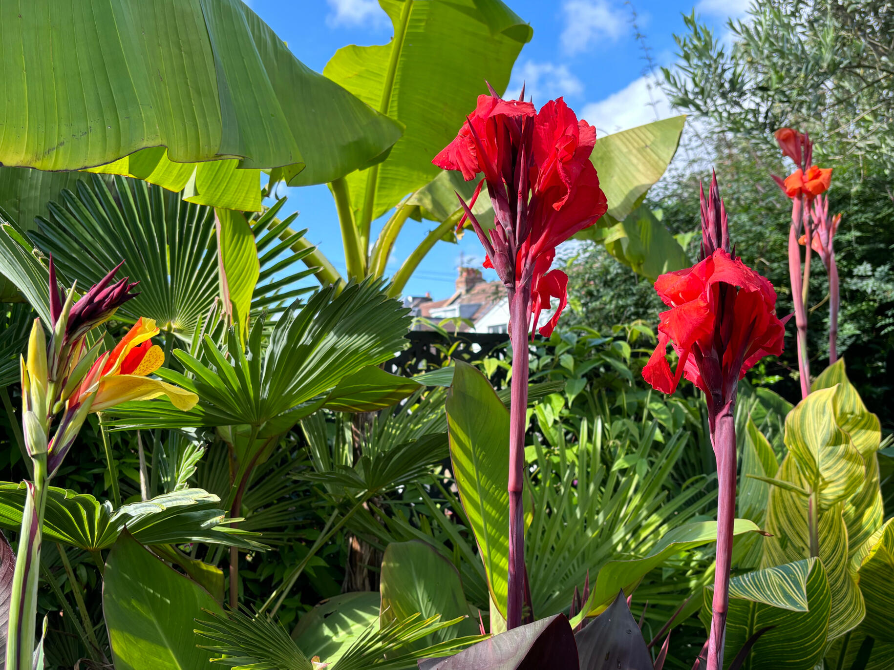 Cannas Cannas
