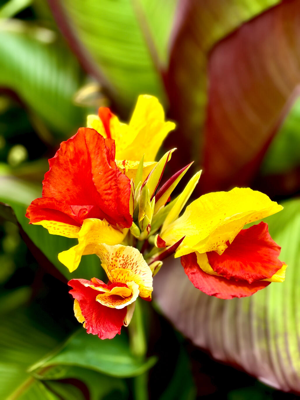 Canna Cleopatra Canna Cleopatra