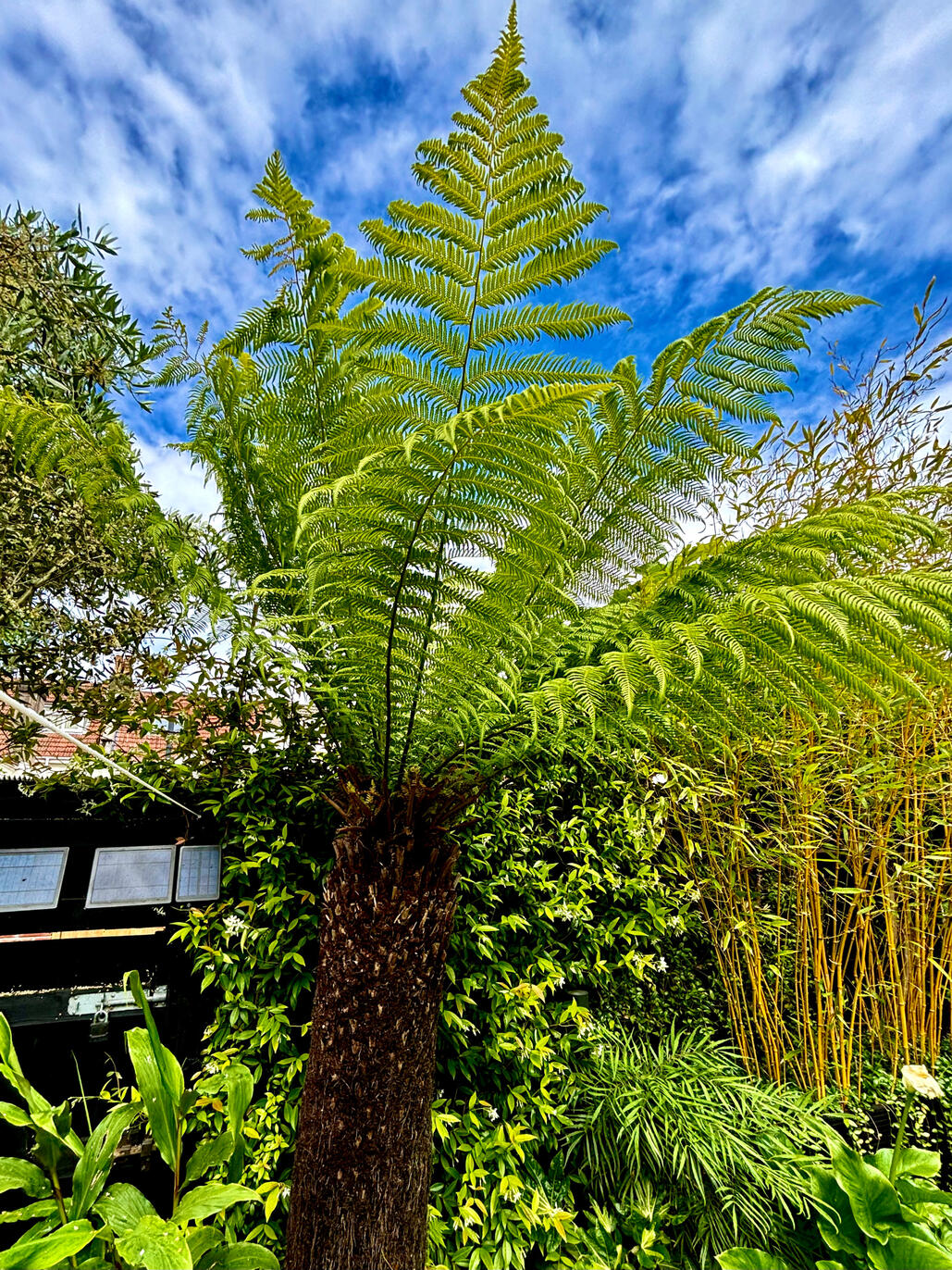 Dicksonia Antarctica new fronds