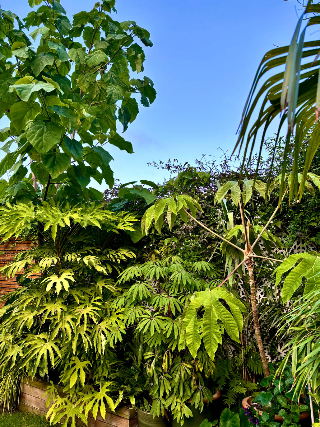 Tetrapanax, Fatsia & Paulownia