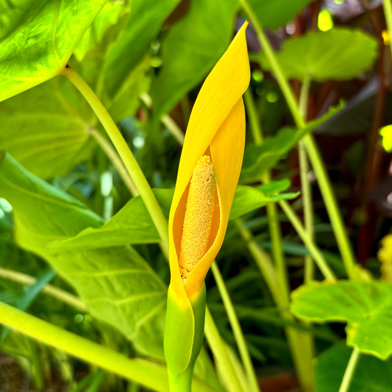 Colocasia Gaoligongensis infloresence