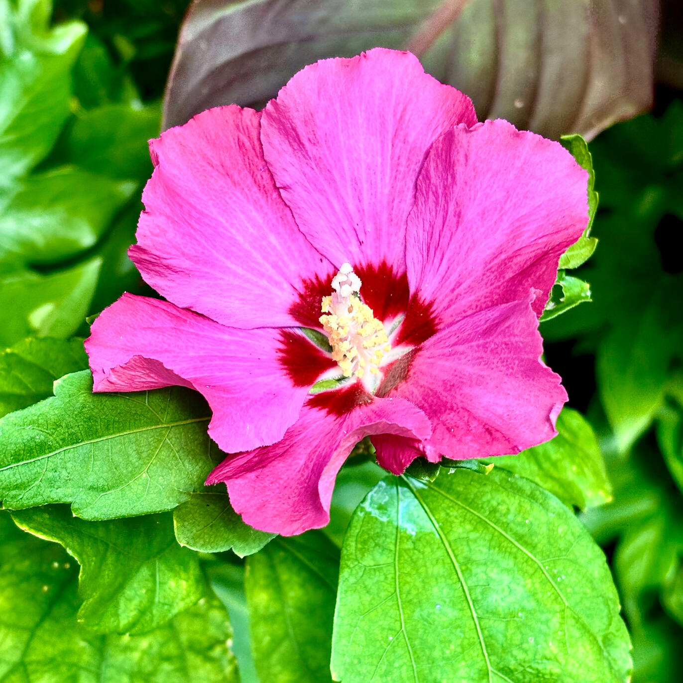 Hibiscus Hibiscus