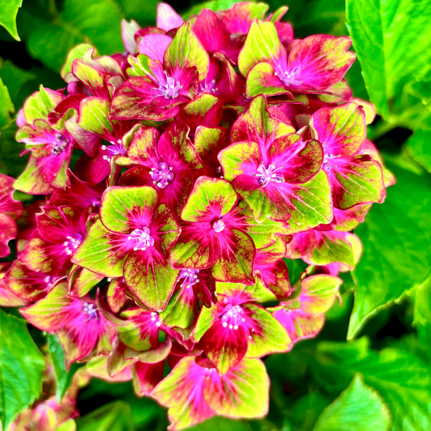 Hydrangea Macrophylla Glam Rock (Horwack)