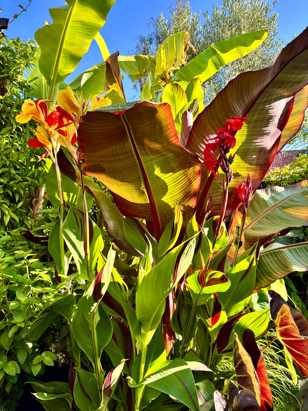 Cannas & bananas Cannas & bananas