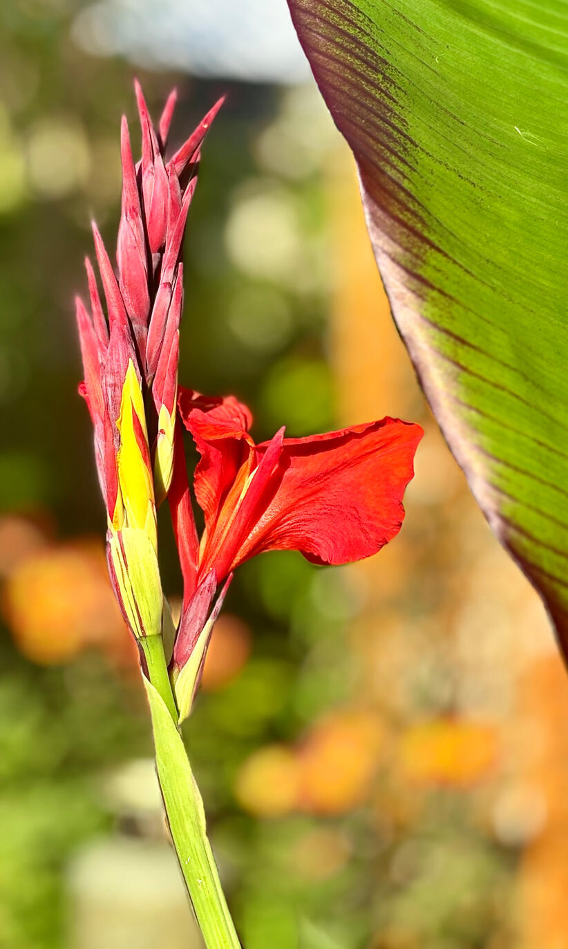 Canna Cleopatra bloom Canna Cleopatra bloom