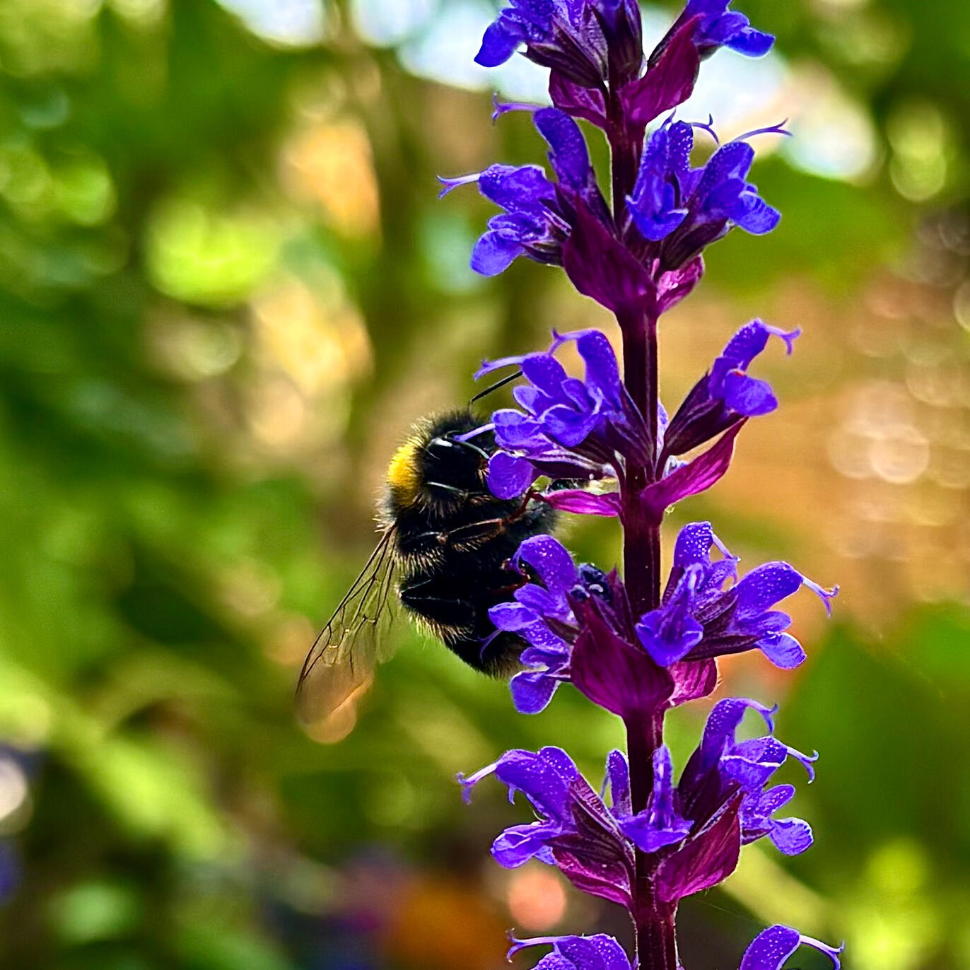 Salvia Nemorosa Caradonna Bee on Salvia Nemorosa Caradonna