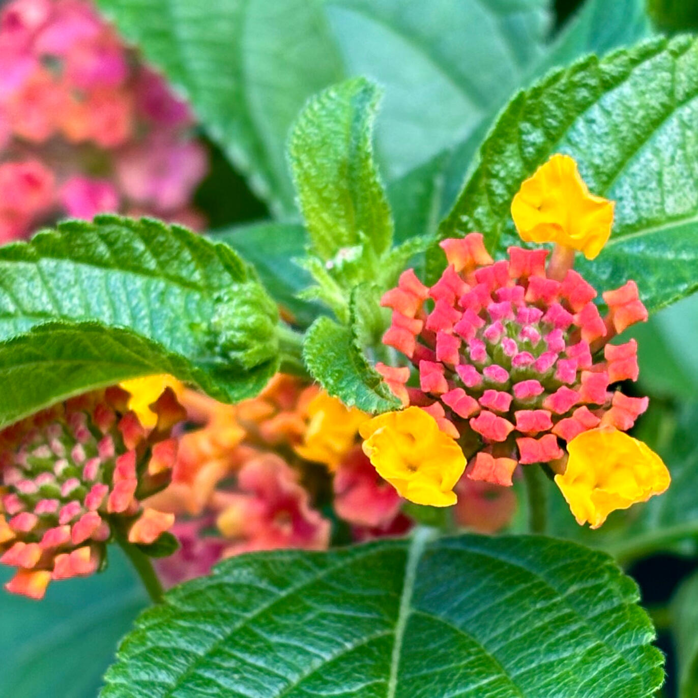 Lantana Tutti Frutti Lantana Tutti Frutti