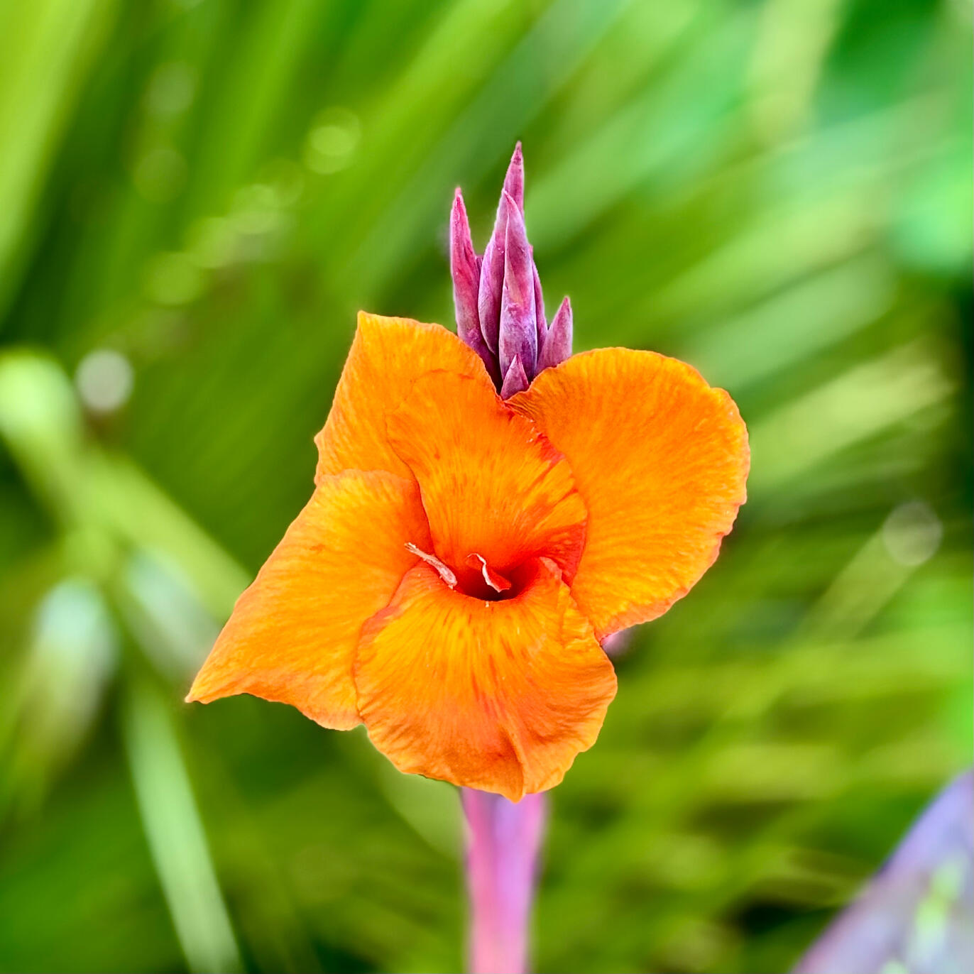 Canna Pretoria Canna Pretoria