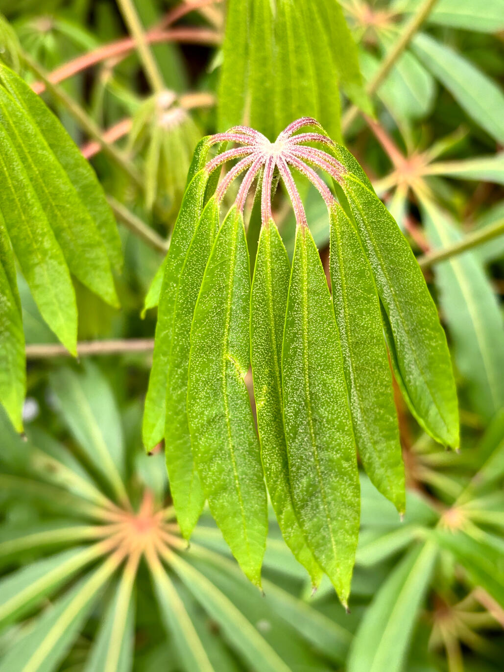 Schefflera Taiwaniana flush