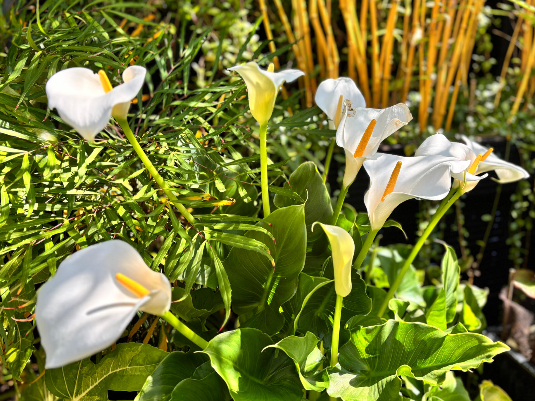 Zantedeschia Aethiopica Zantedeschia Aethiopica