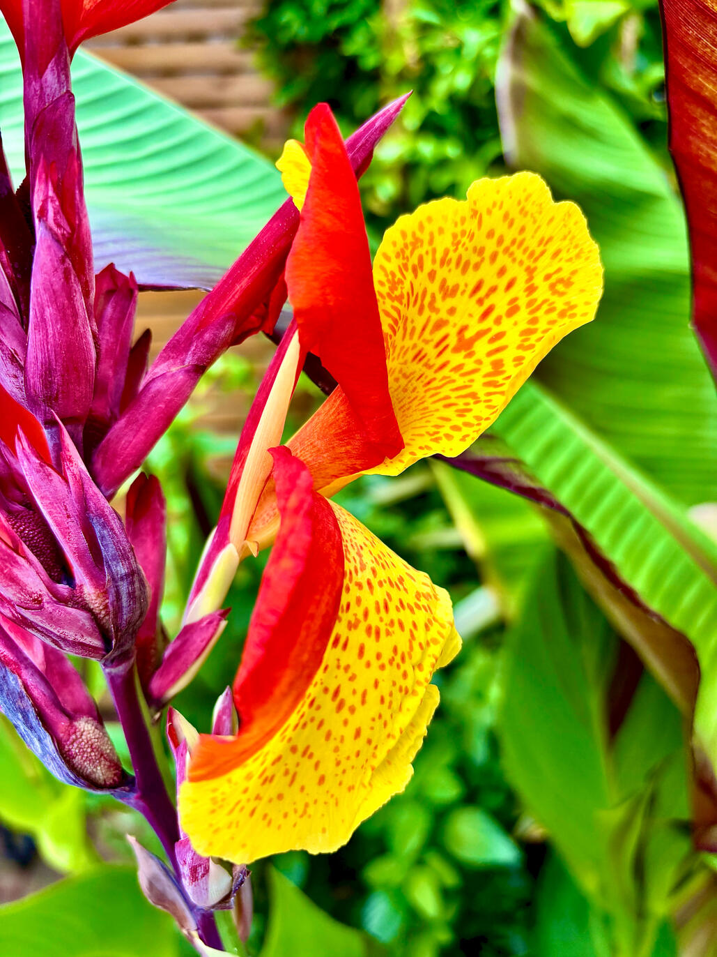 Untitled Canna Cleopatra