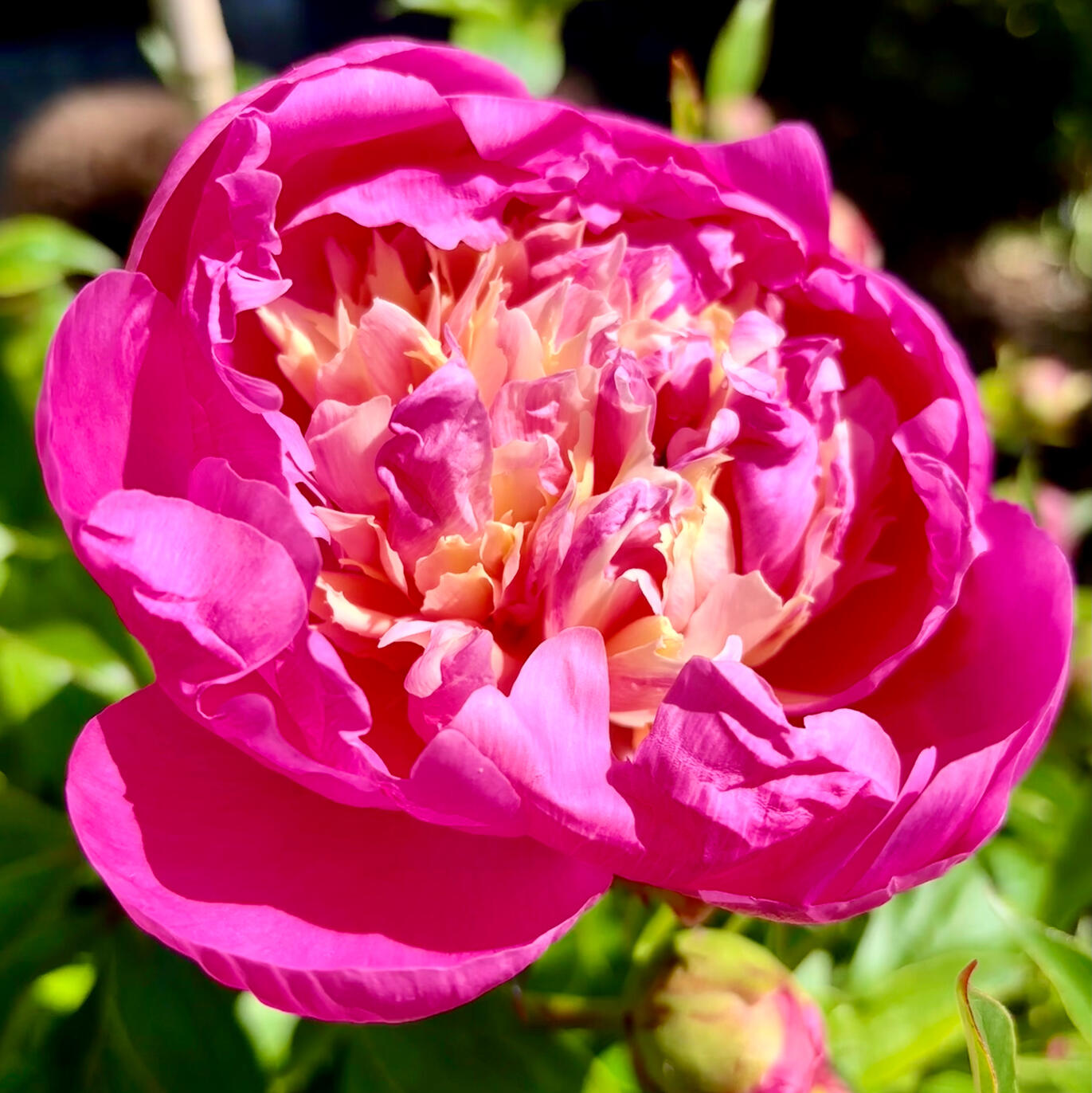 Peony Bowl of Beauty