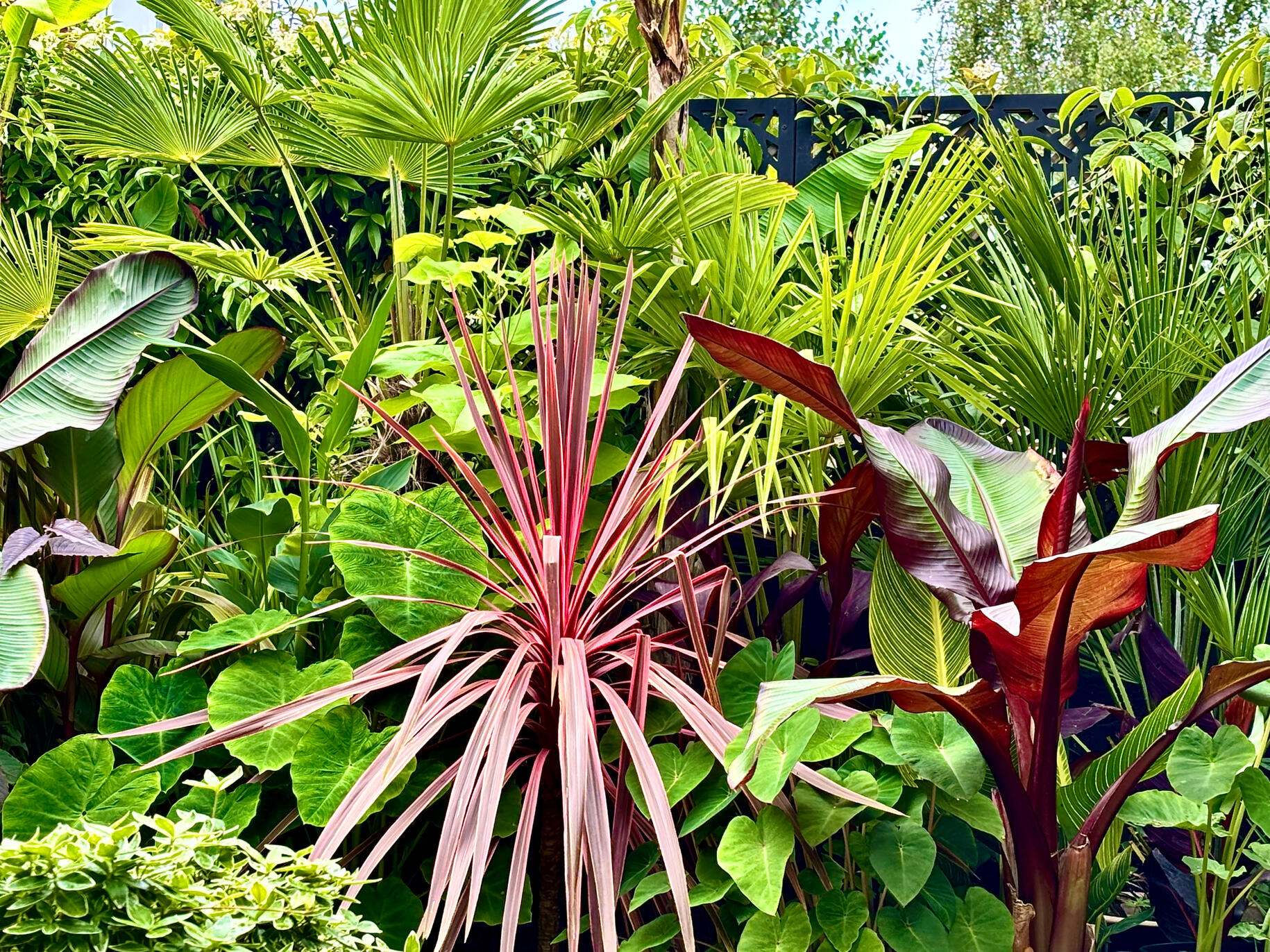 Cordyline Charlie Boy