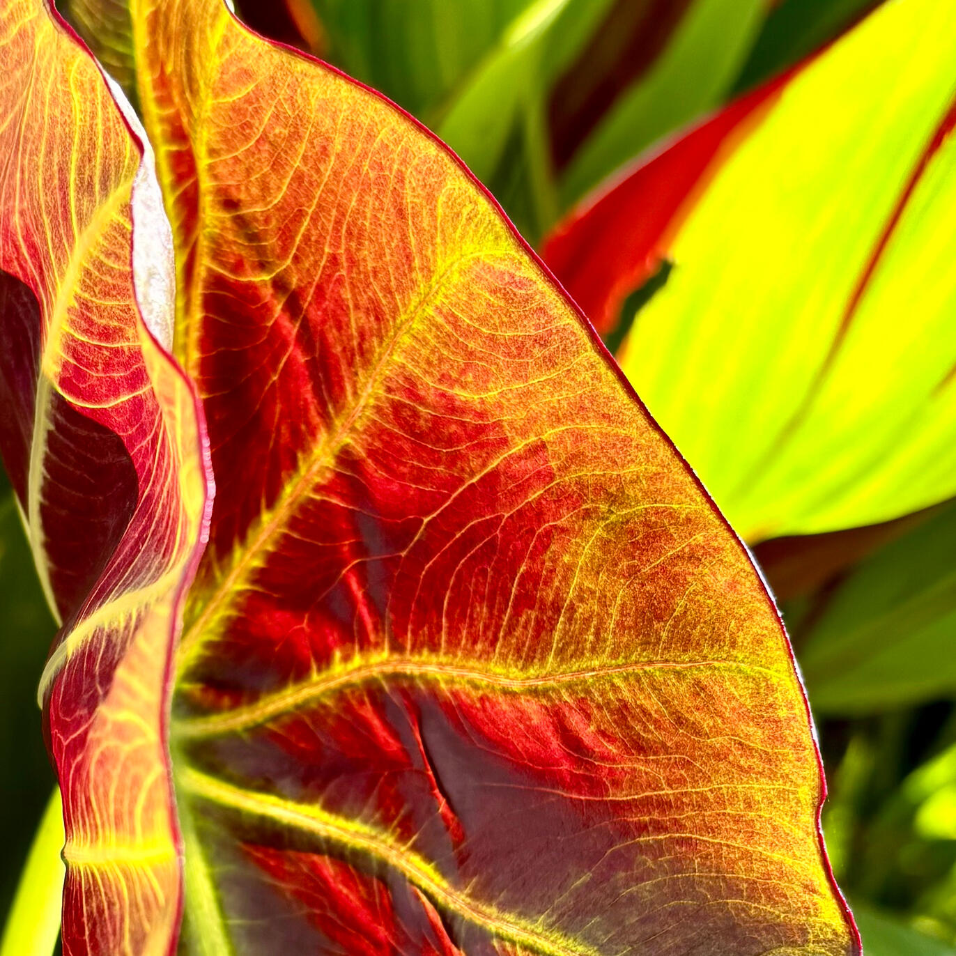 Colocasia Aloha in sunlight