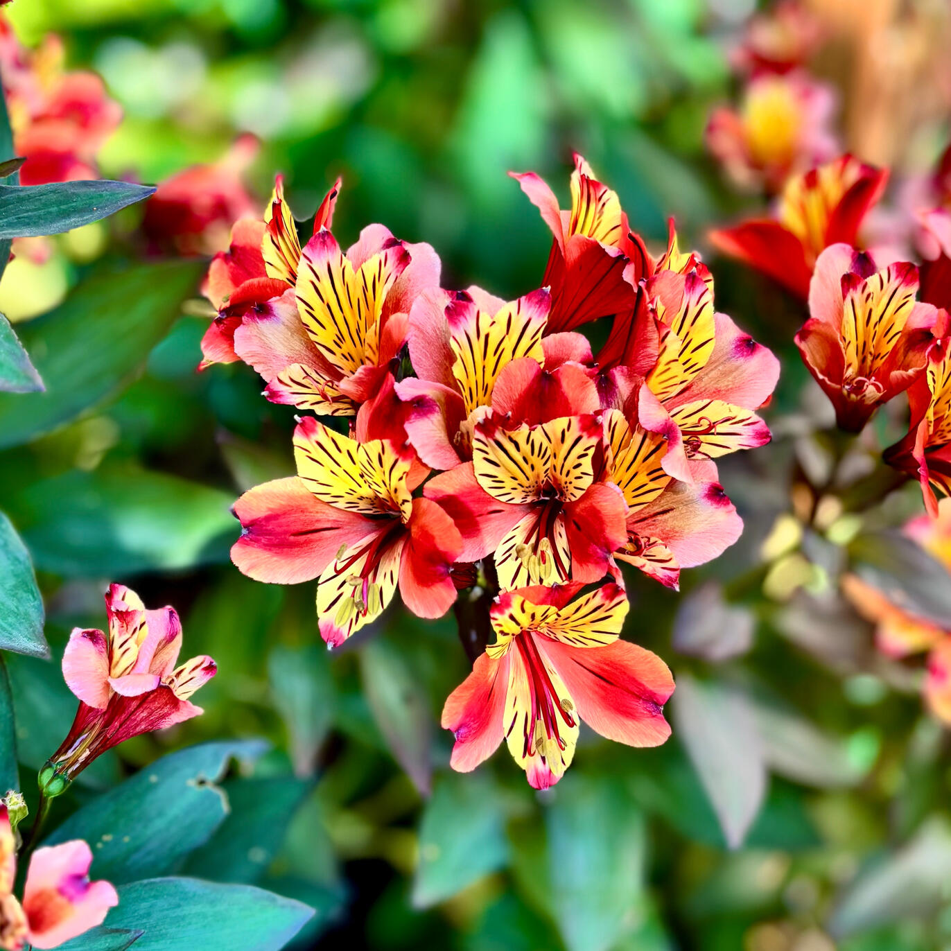 Alstromeria Indian Summer flowers Alstromeria Indian Summer flowers