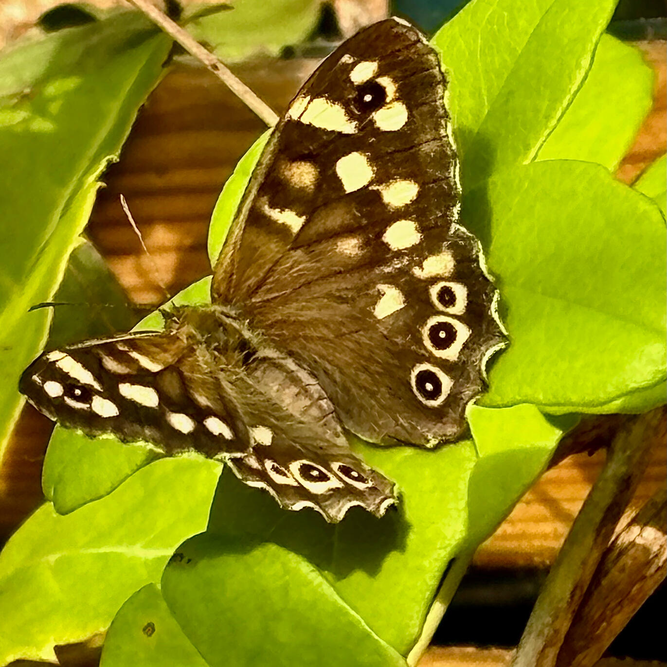 Speckled Wood Butterfly
