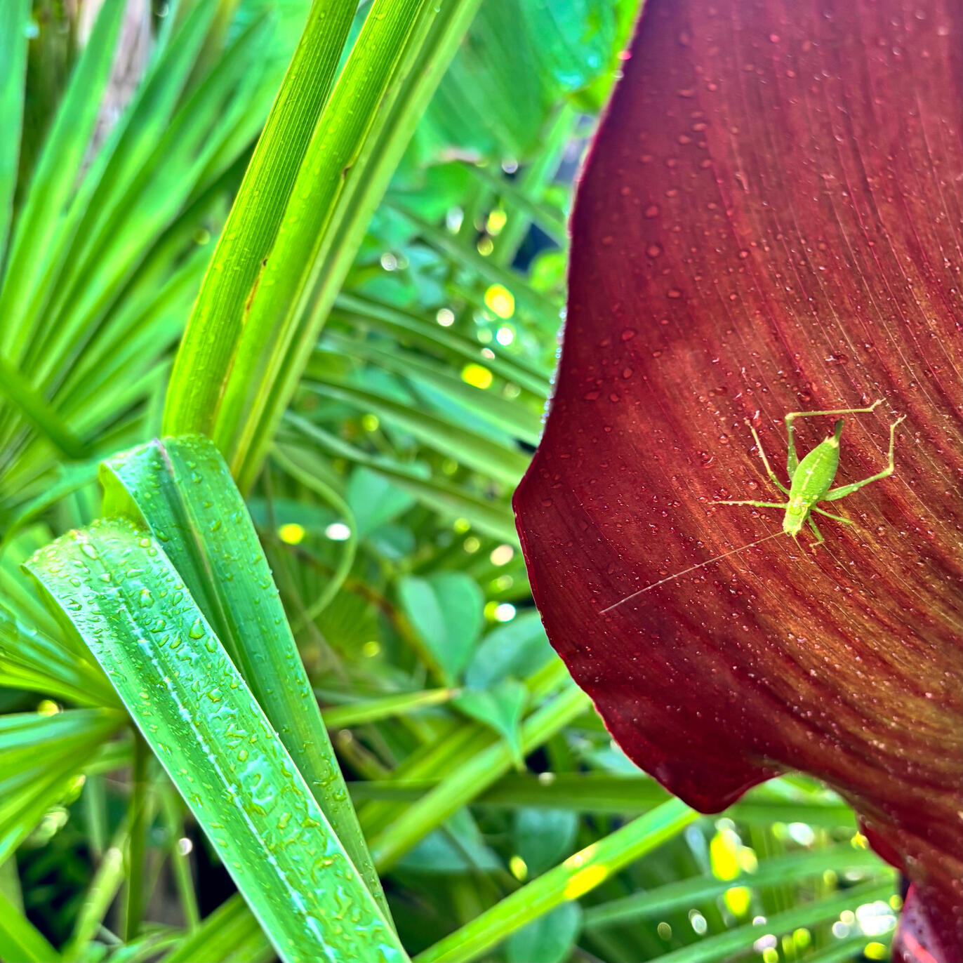Bush Cricket on Ensete Bush Cricket on Ensete