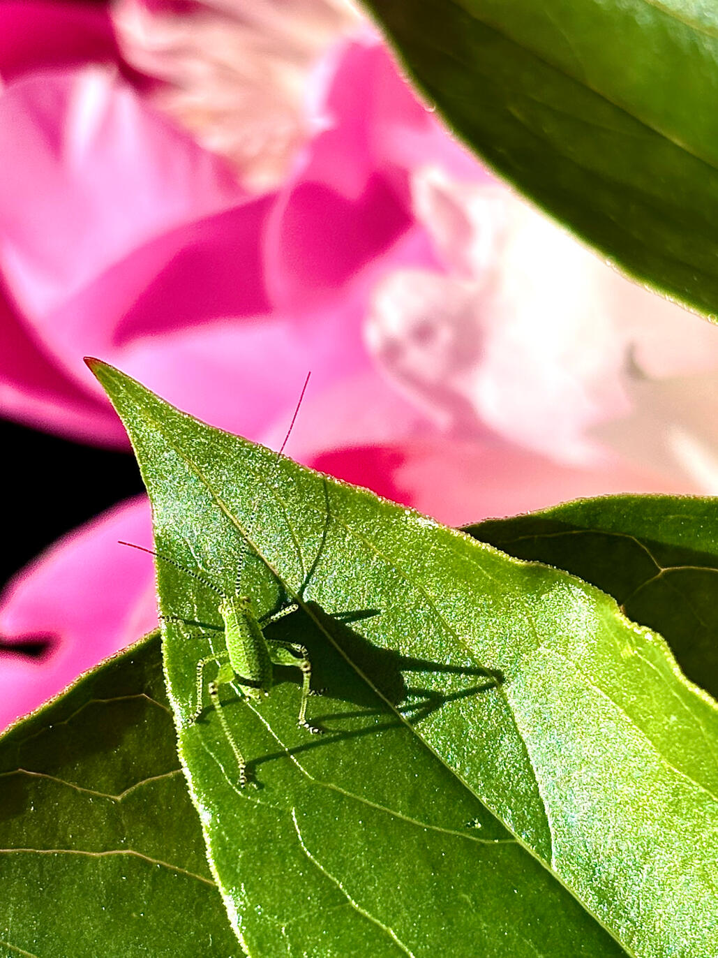 Bush cricket on Peony Bush cricket on Peony