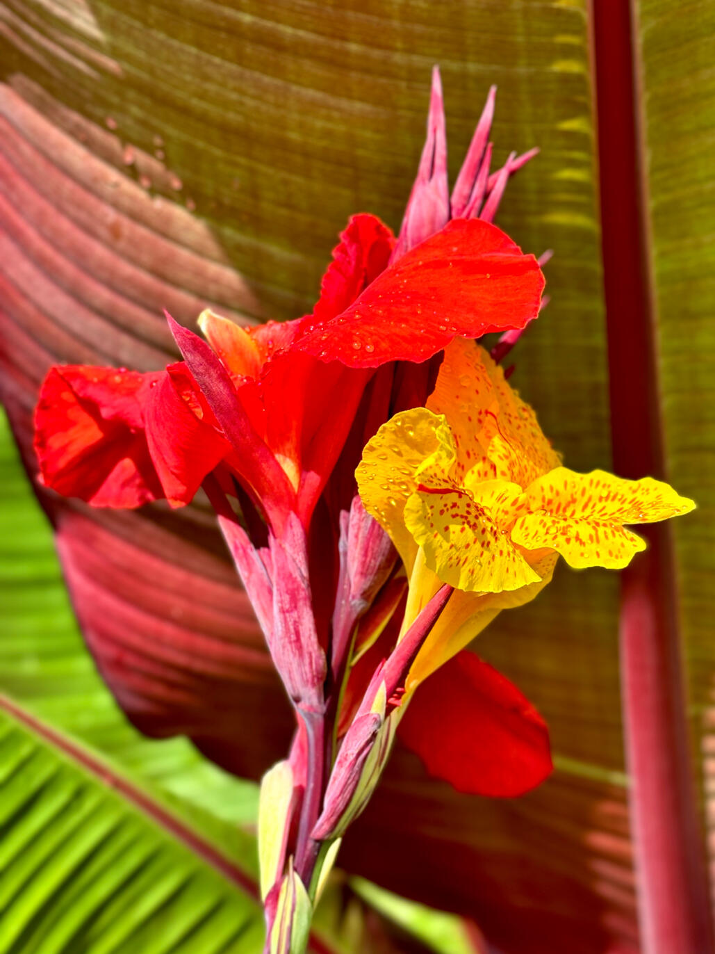 Canna Cleopatra bloom