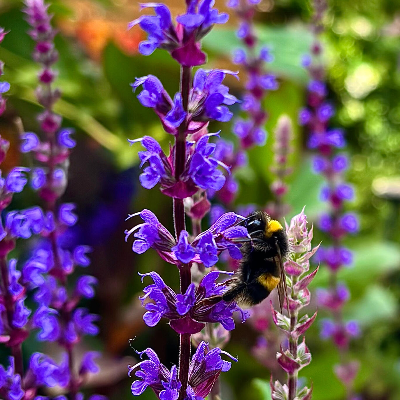 Salvia Nemorosa Caradonna Bee on Salvia Nemorosa Caradonna