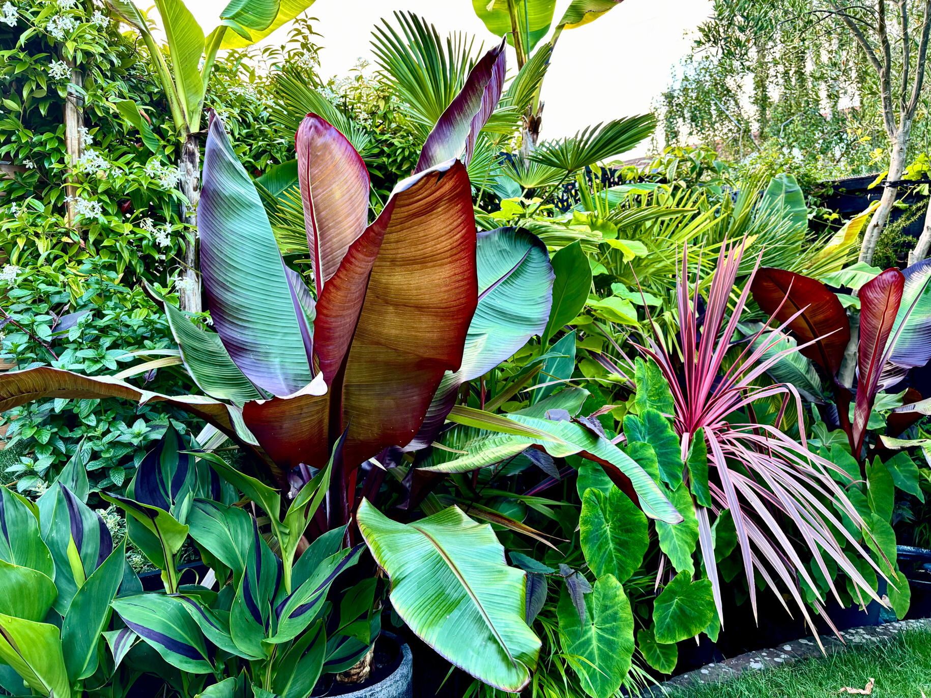 Ensete border Ensetes