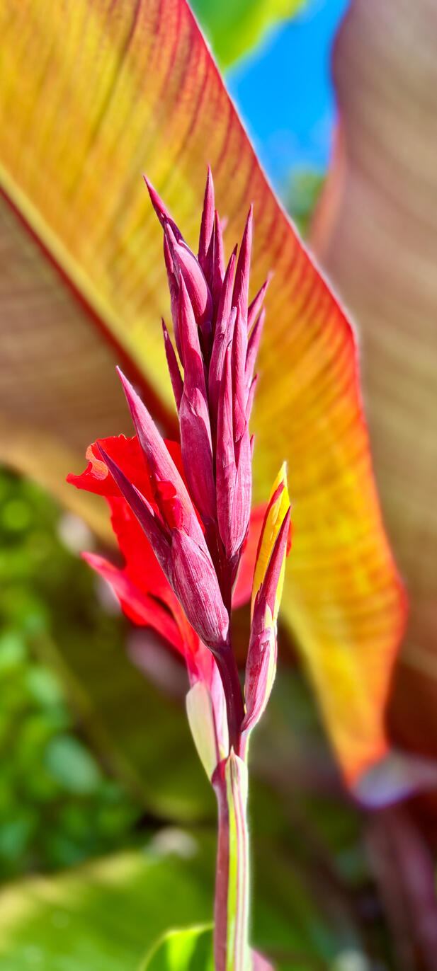 Canna Cleopatra bloom