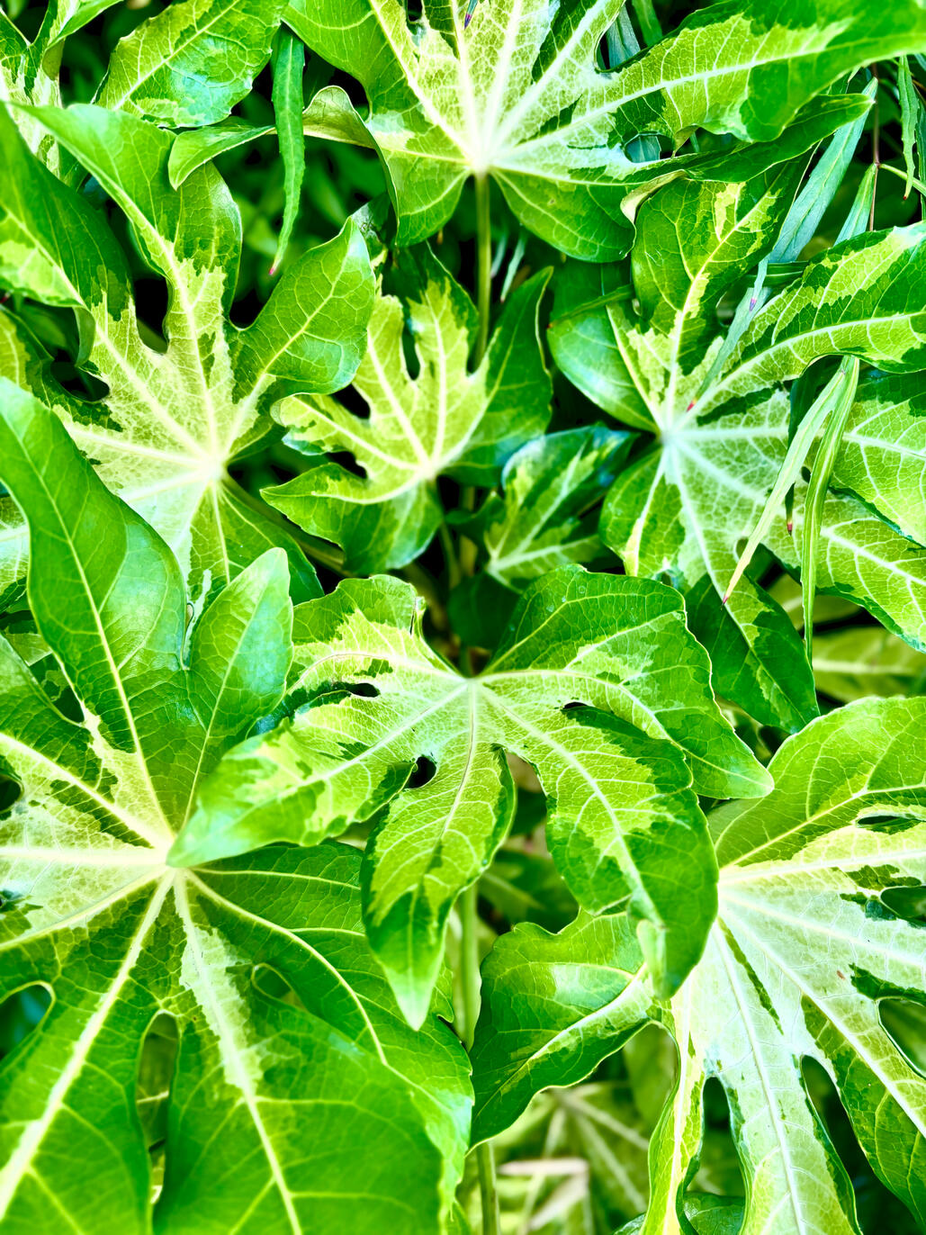 Fats Camouflage leaves