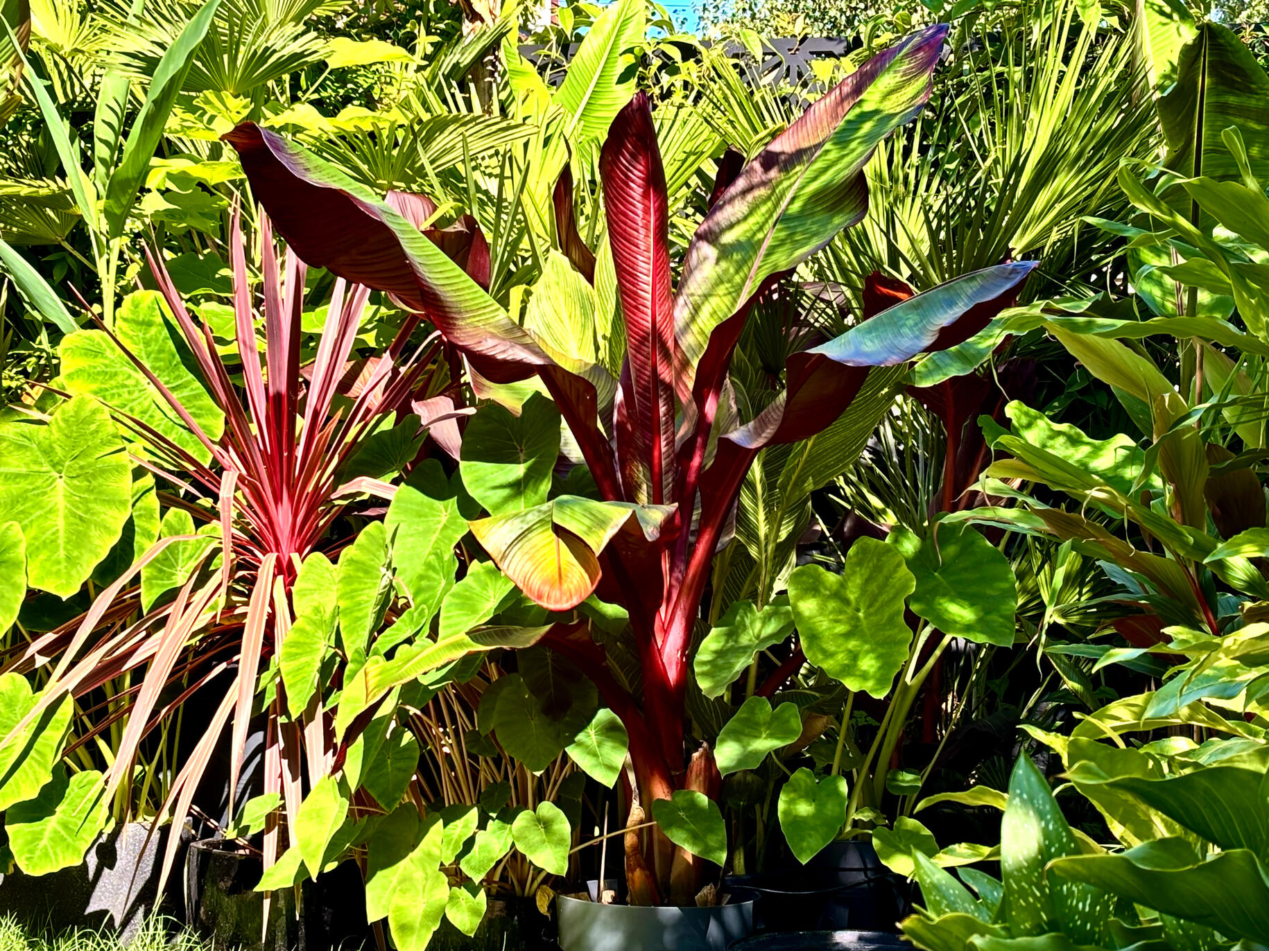 Ensete Ventricosum Maurelii Ensete Ventricosum Maurelii