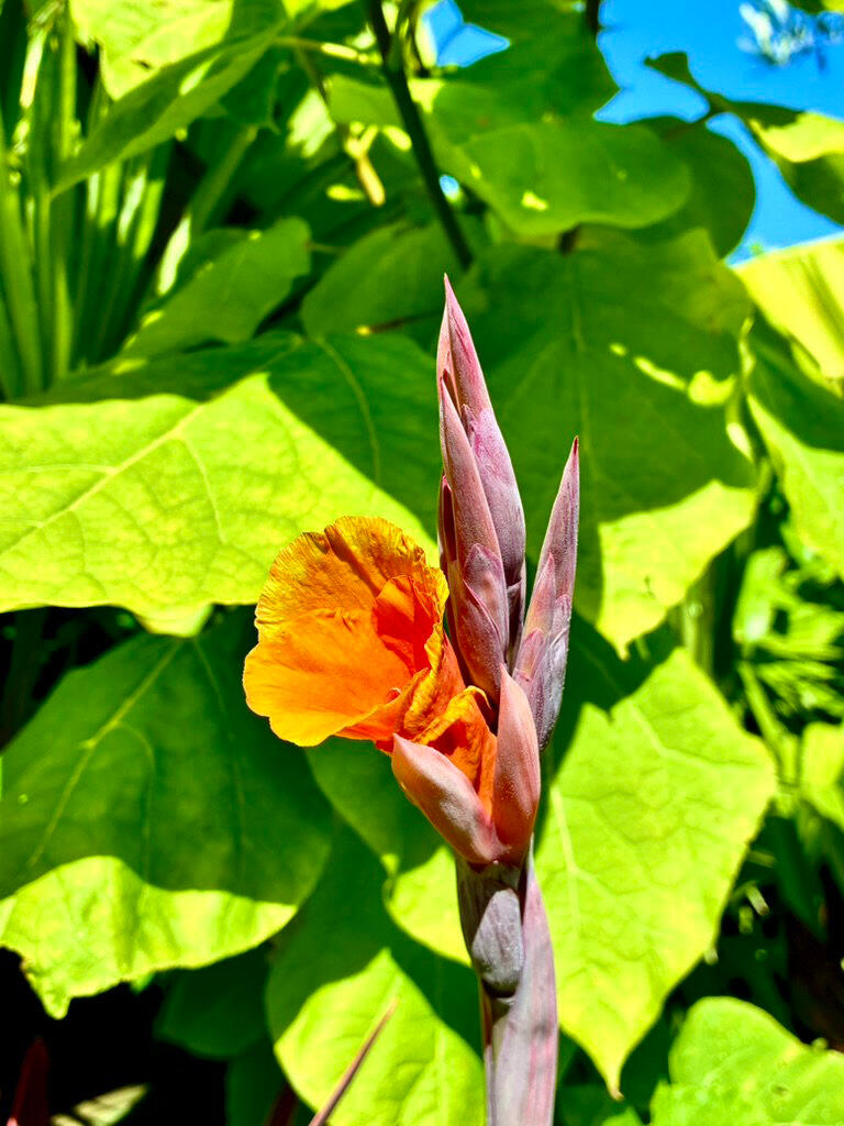 Canna Pretoria in bloom