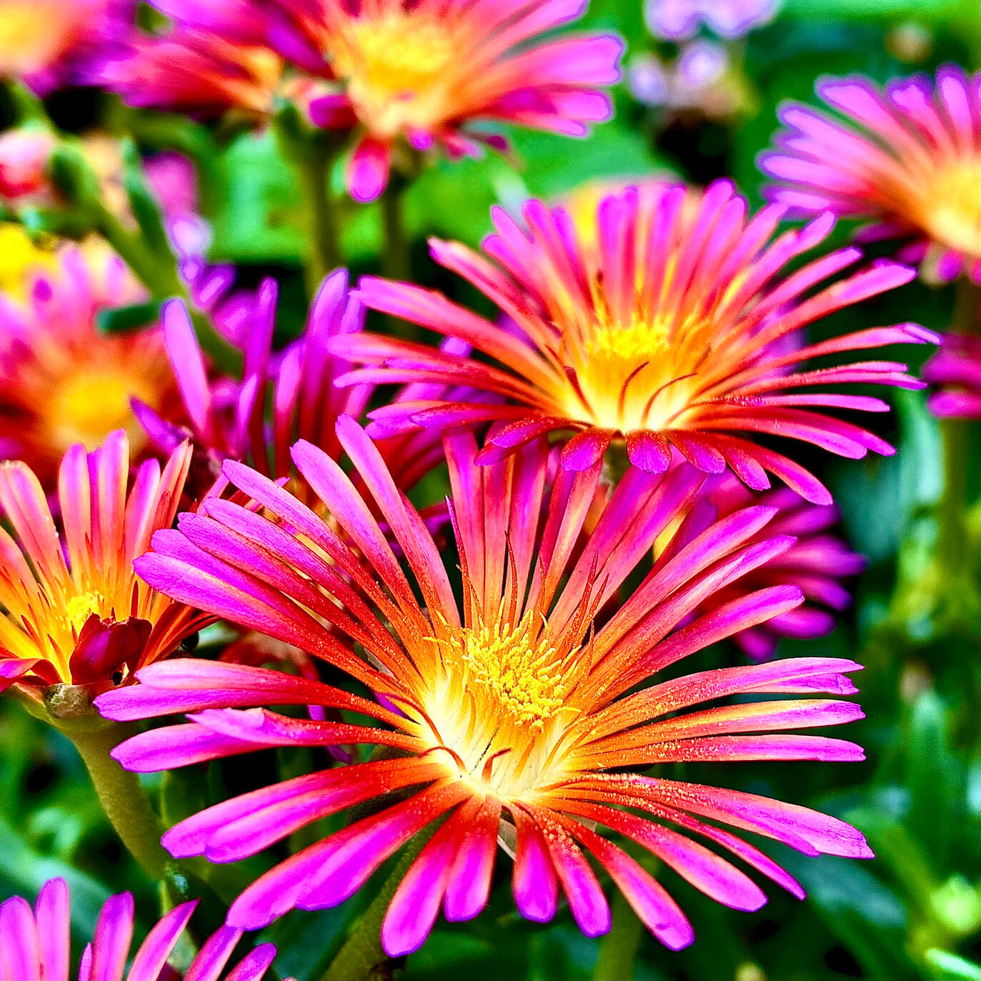 Delospermum Delospermum flowers