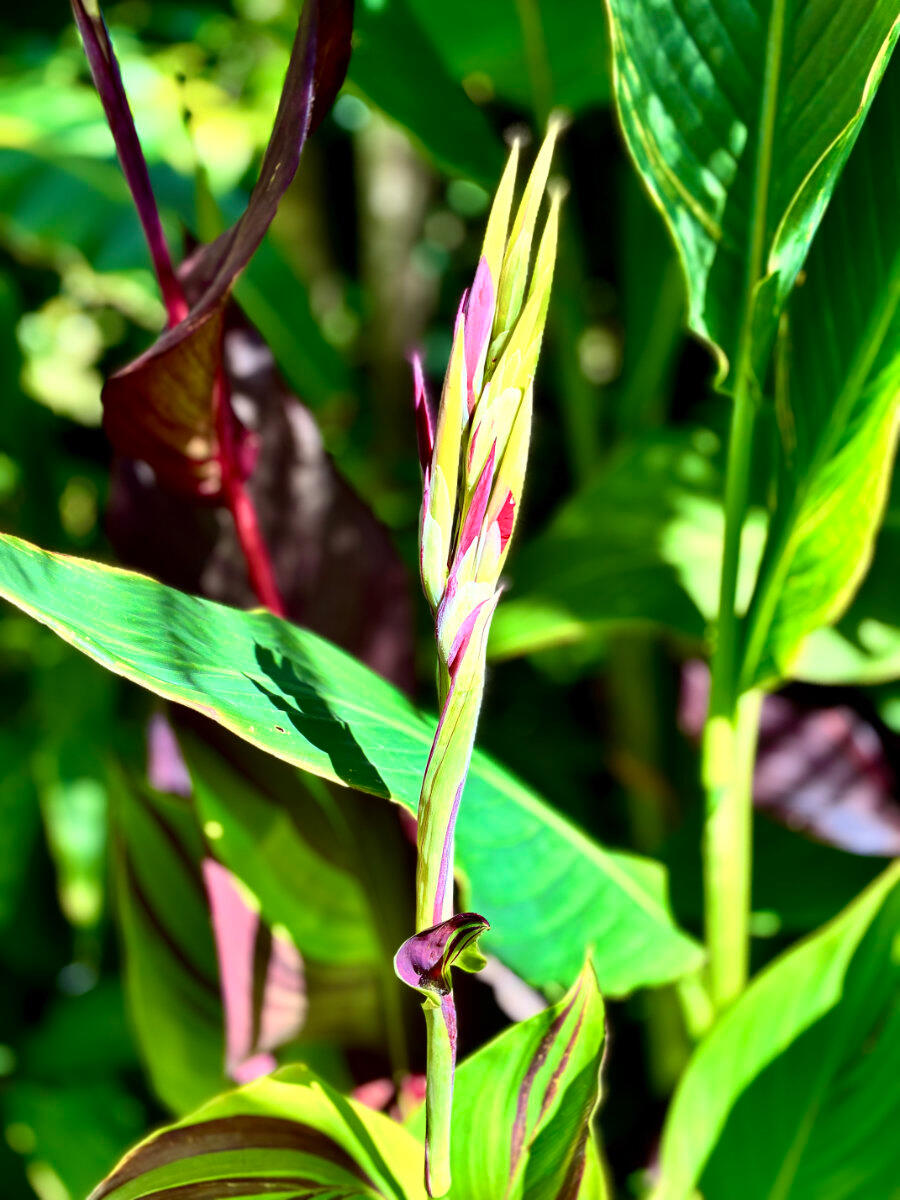 Canna Cleopatra Canna Cleopatra buds