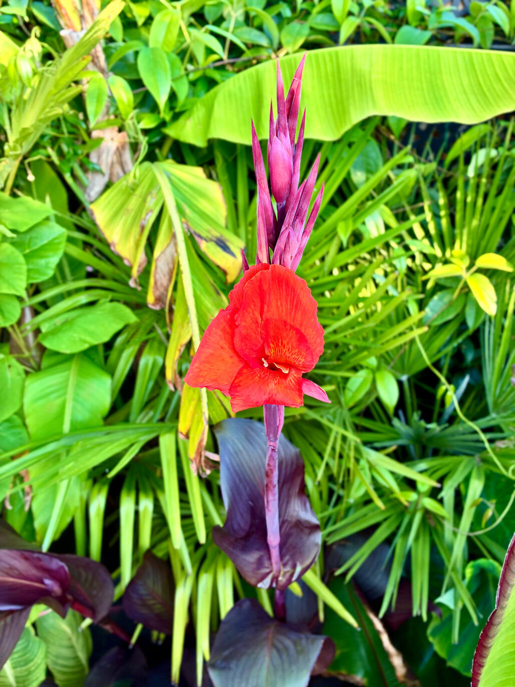 Canna Russian Red Canna Russian Red against palms & bananas