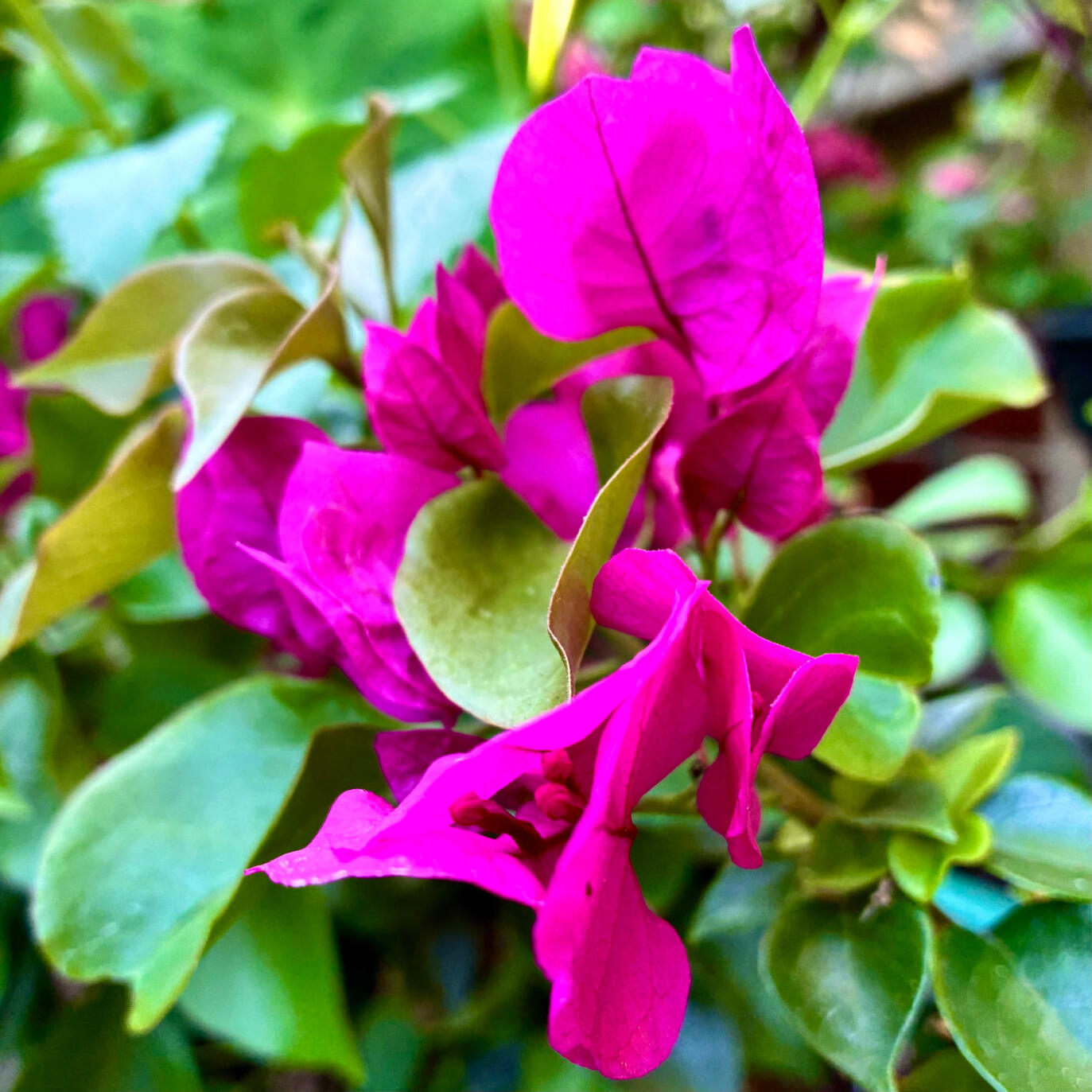 Bougainvillea Bougainvillea flower & foliage