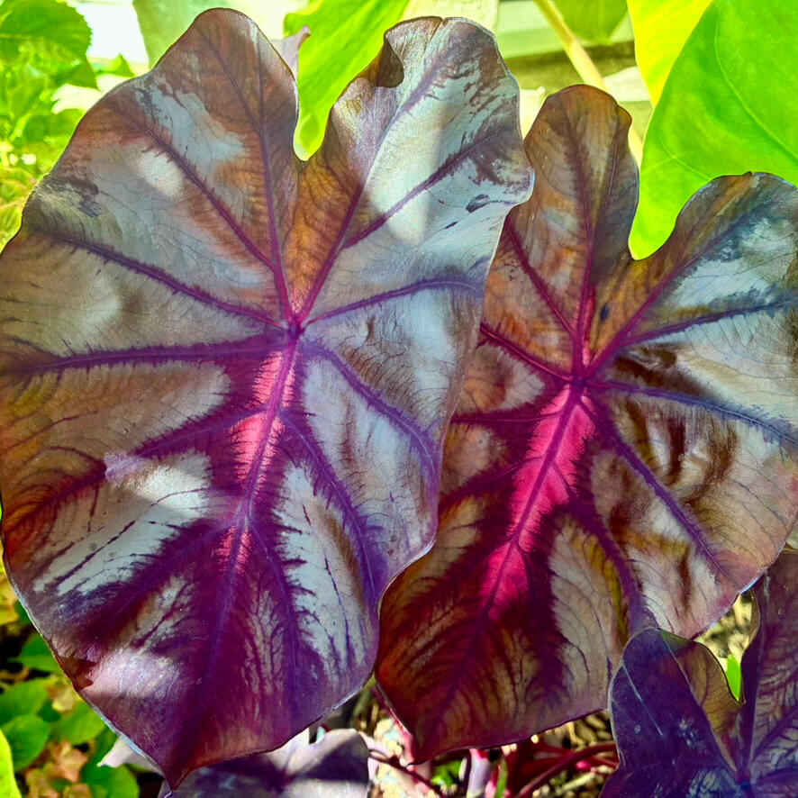 Colocasia Redemption Colocasia Redemption leaves