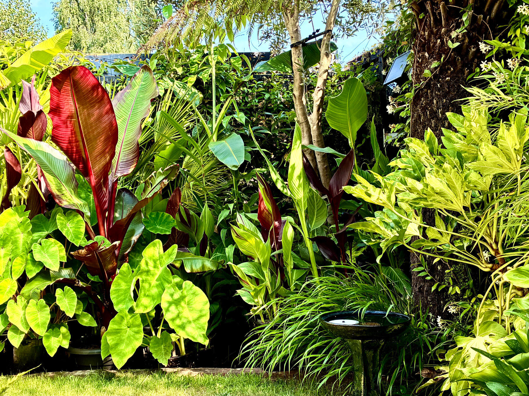 East-facing border plants