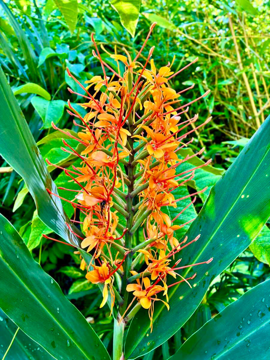 Hedychium Densiflorum Tara Hedychium Densiflorum Tara bloom