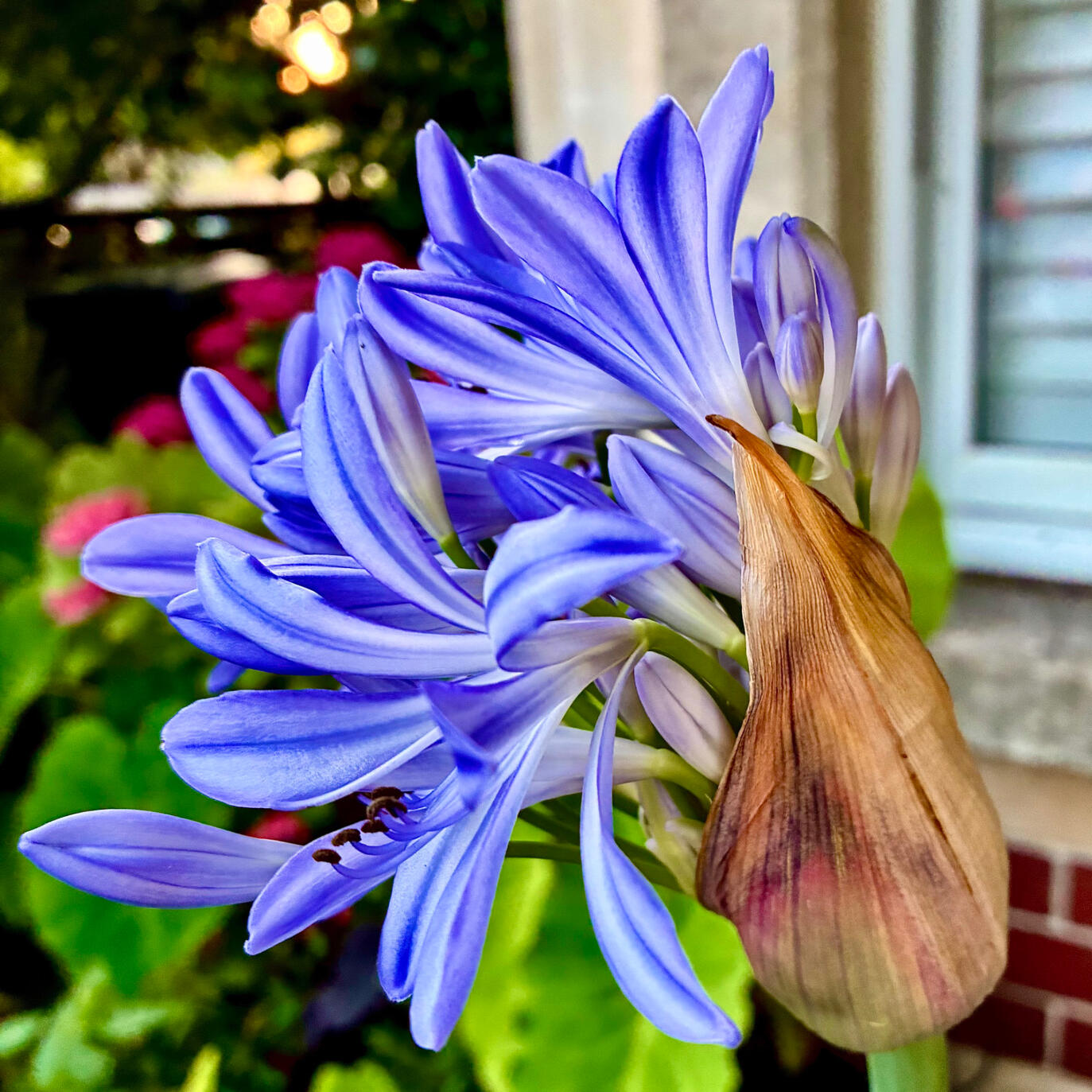 Agapanthus Agapanthus flower