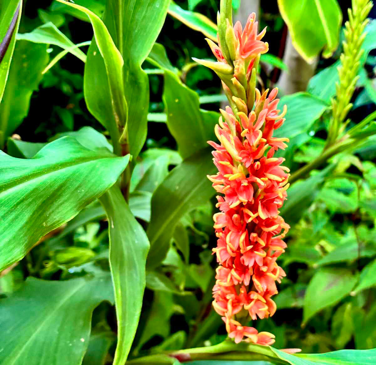 Hedychium Hedychium bloom