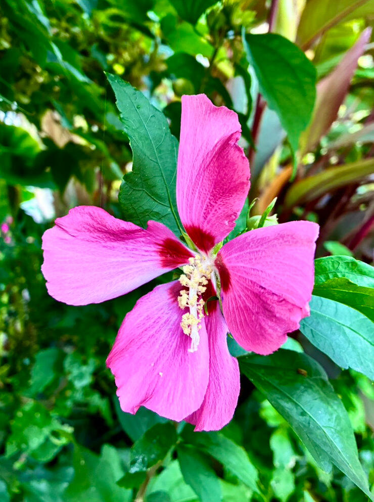 Hibiscus flower