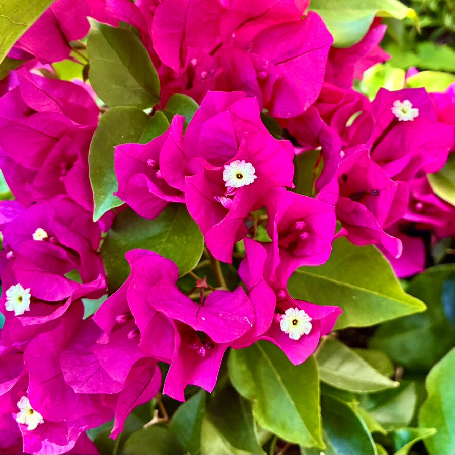 Bougainvillea flowers