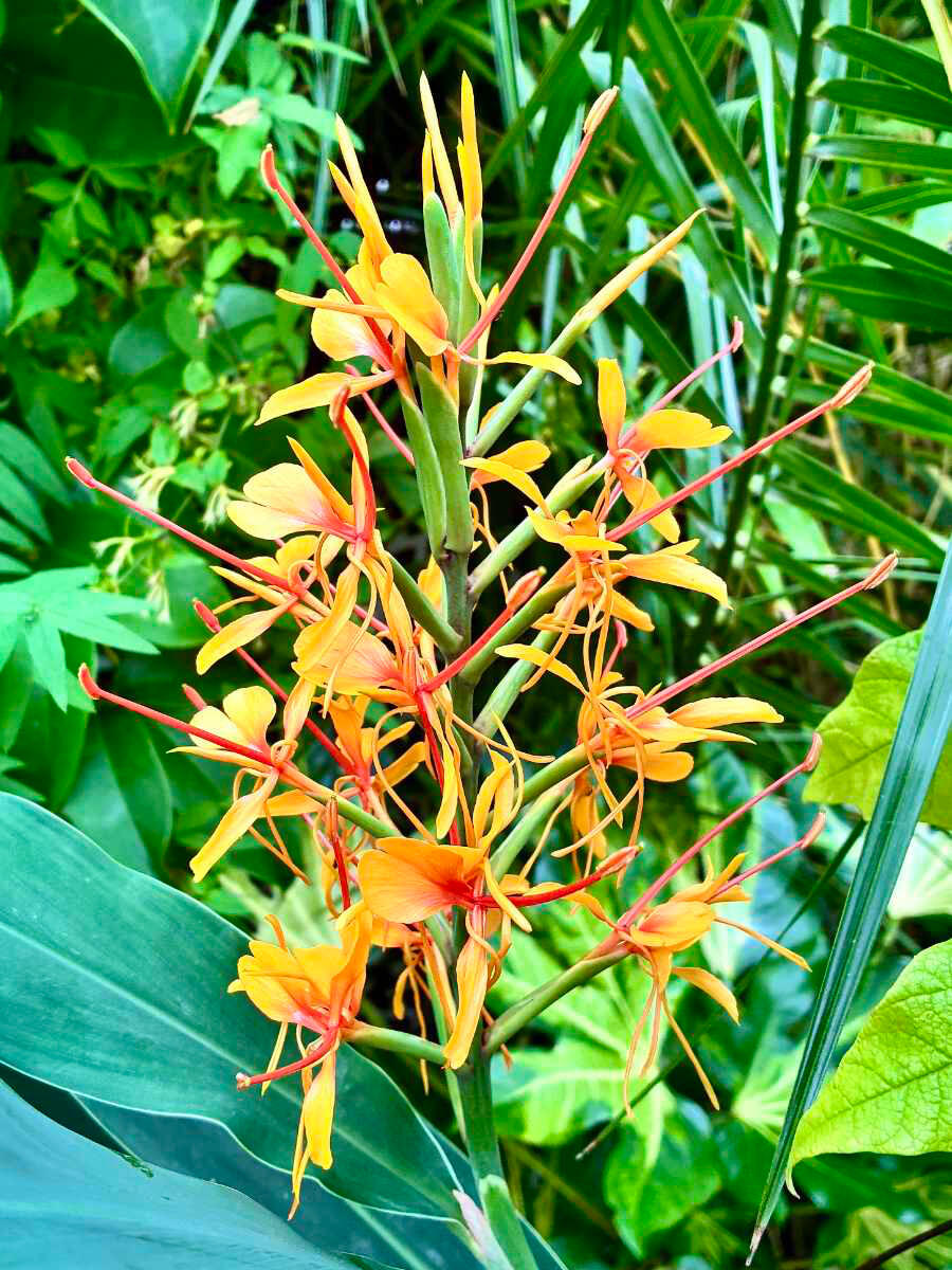Hedychium Densiflorum Tara flower