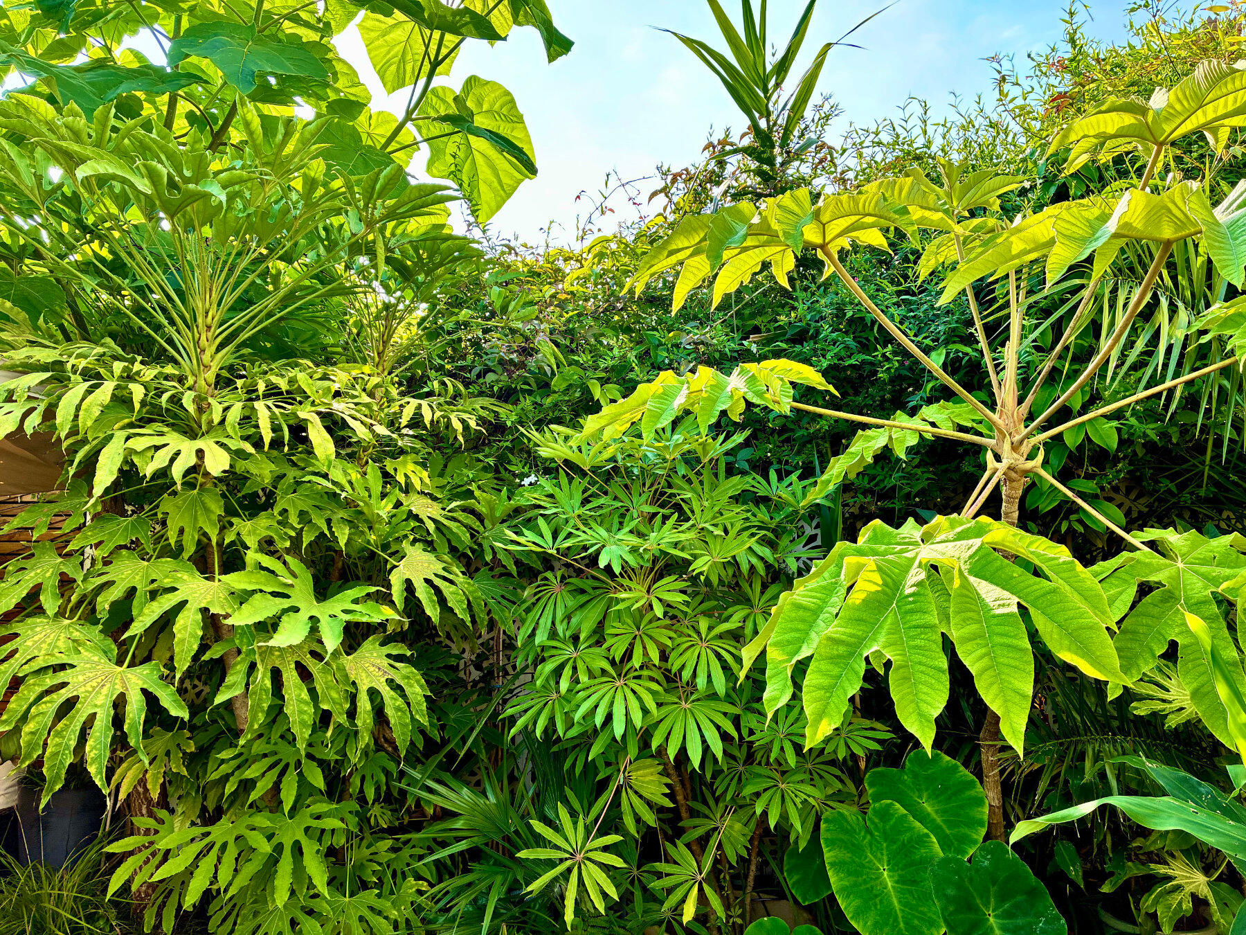 West-facing border plants
