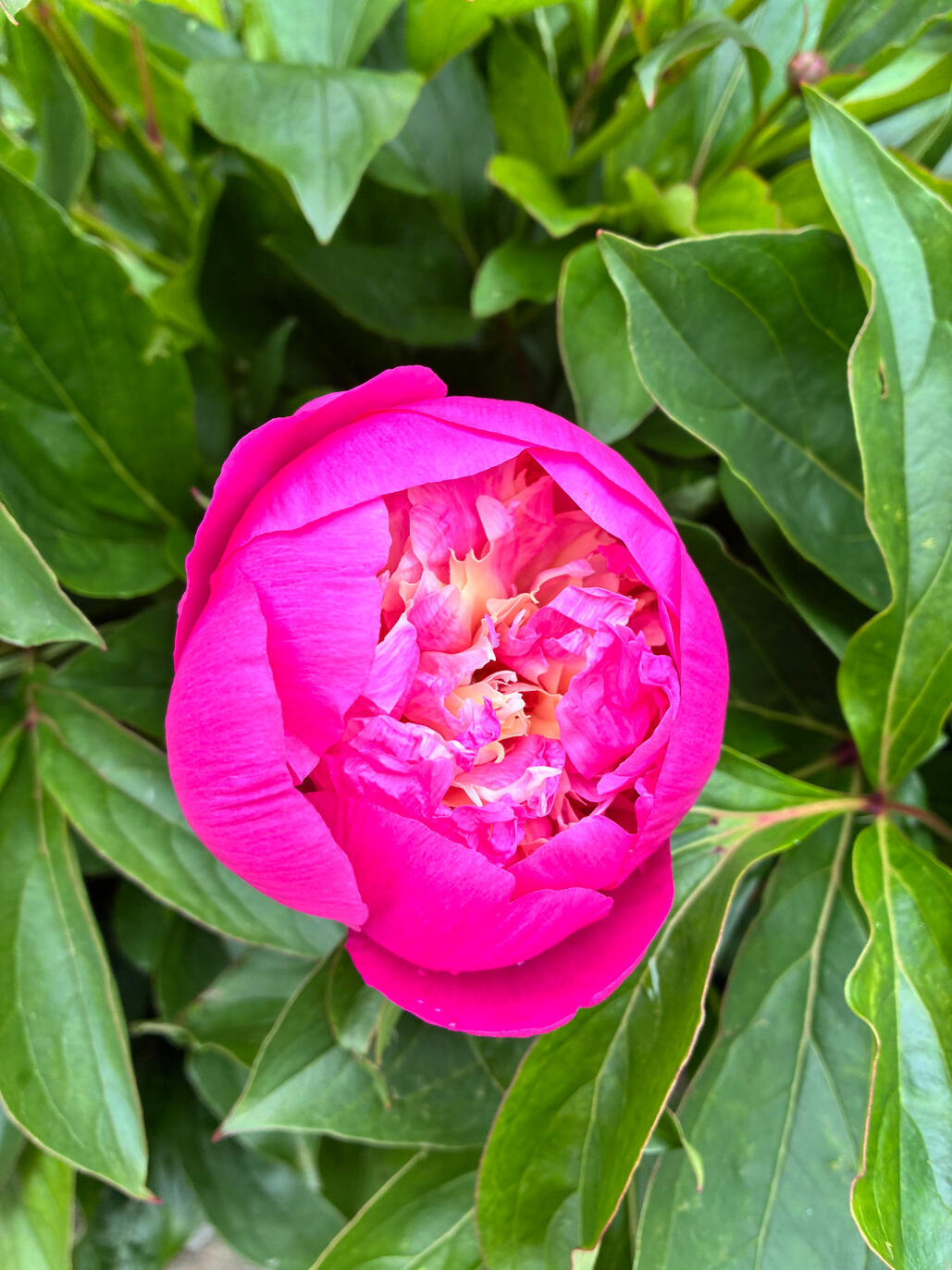 Peony Bowl of Beauty about to bloom