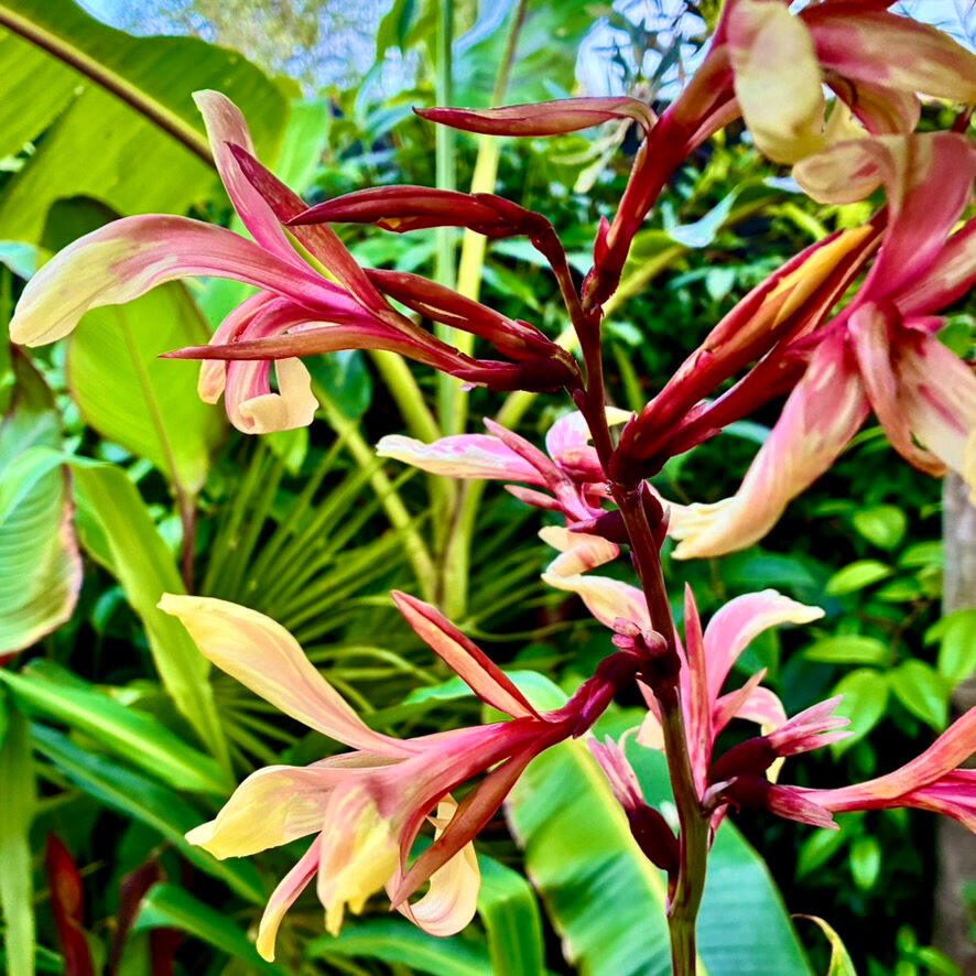 Canna Panache Canna Panache flowers
