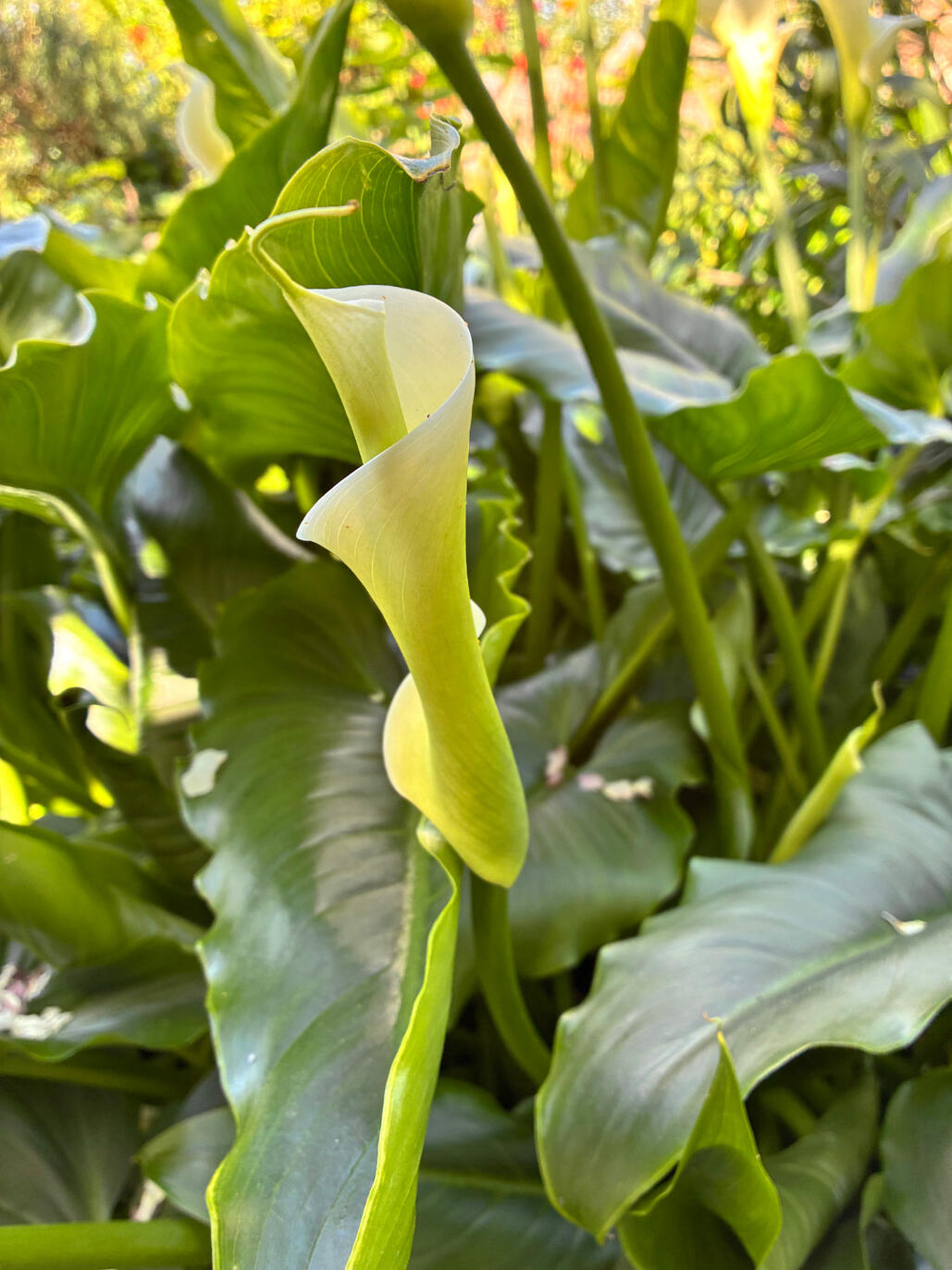 Zantedeschia flower and foliage